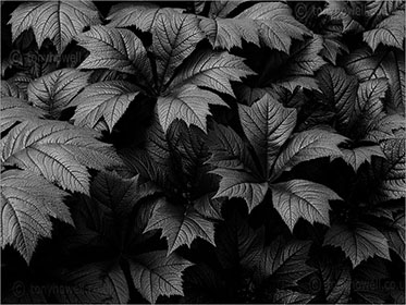 Rodgersia, black and white