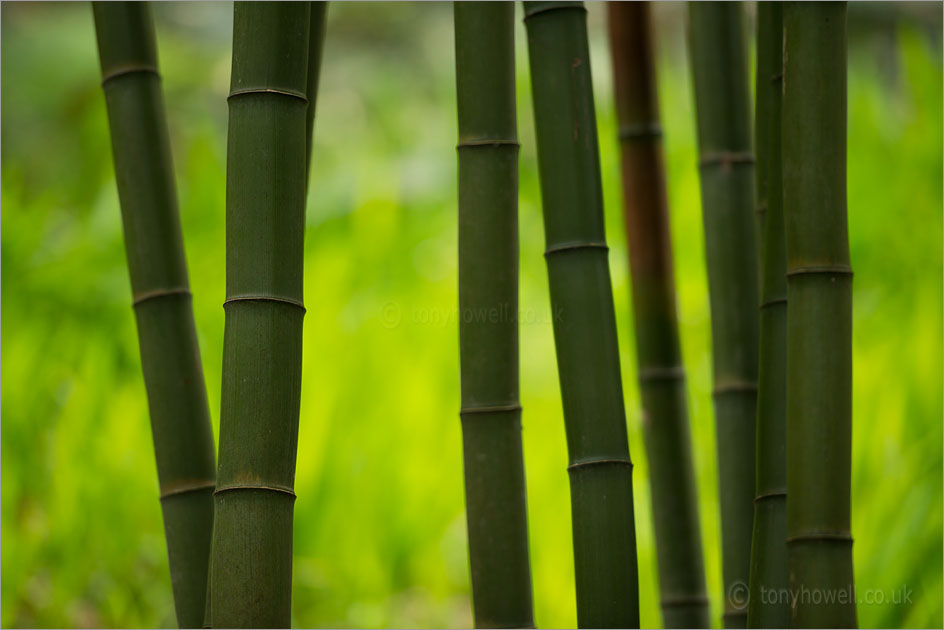 Bamboo, Borinda lushienensis Yunnan