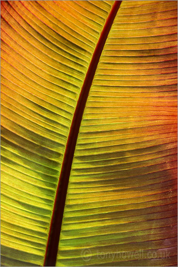 Banana Leaf