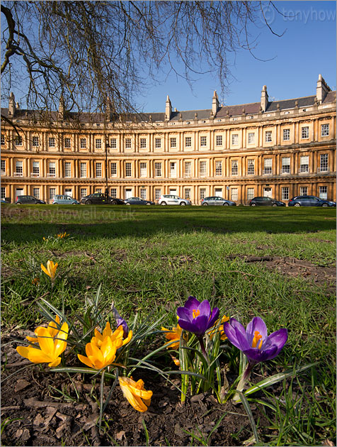 Bath, The Circus, Crocuses