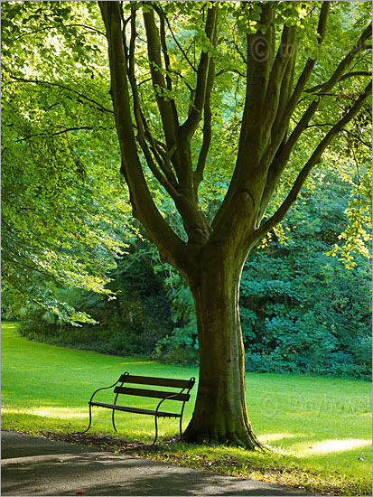 Beech Tree, Clifton Down