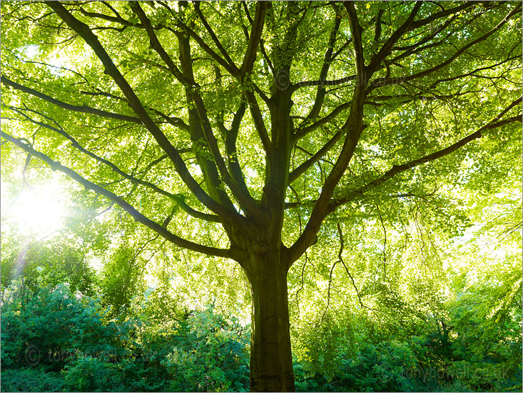 Beech Tree, Clifton Downs