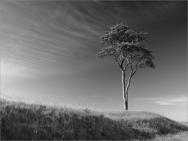 Beech Tree