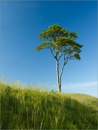 Beech Tree and Moon