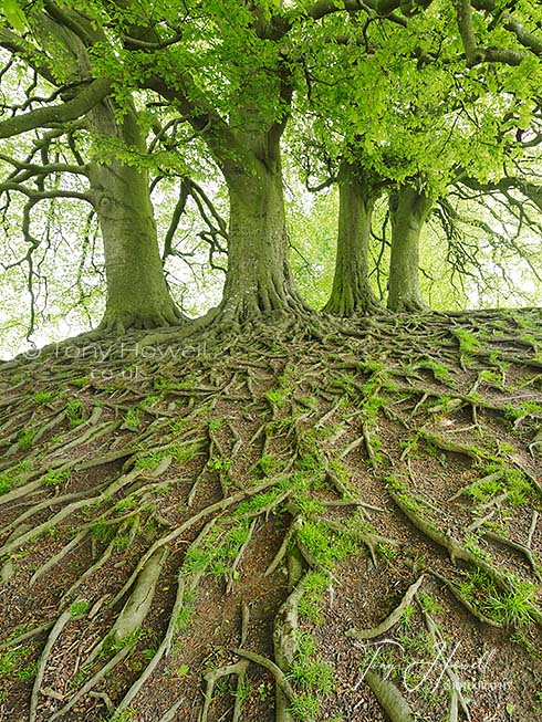 Beech Tree Roots