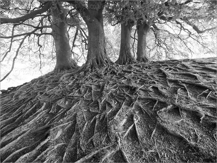 Beech Tree Roots