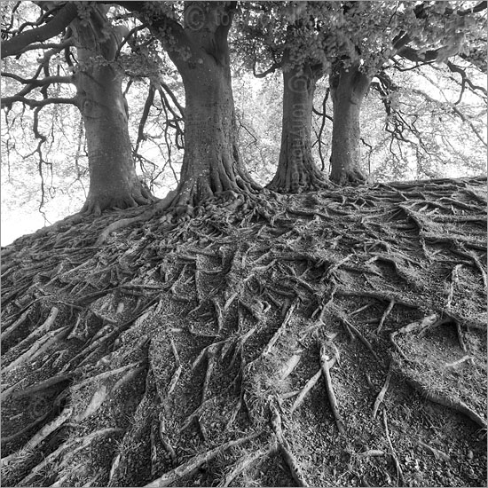 Beech Tree Roots