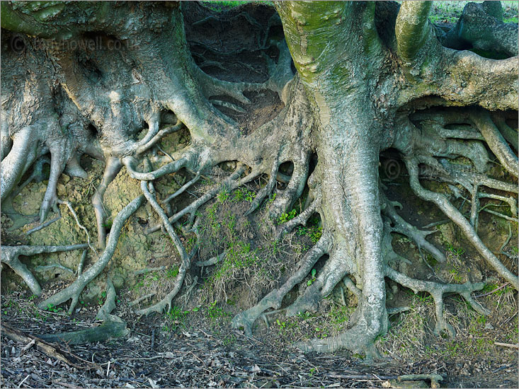 Beech Tree Roots