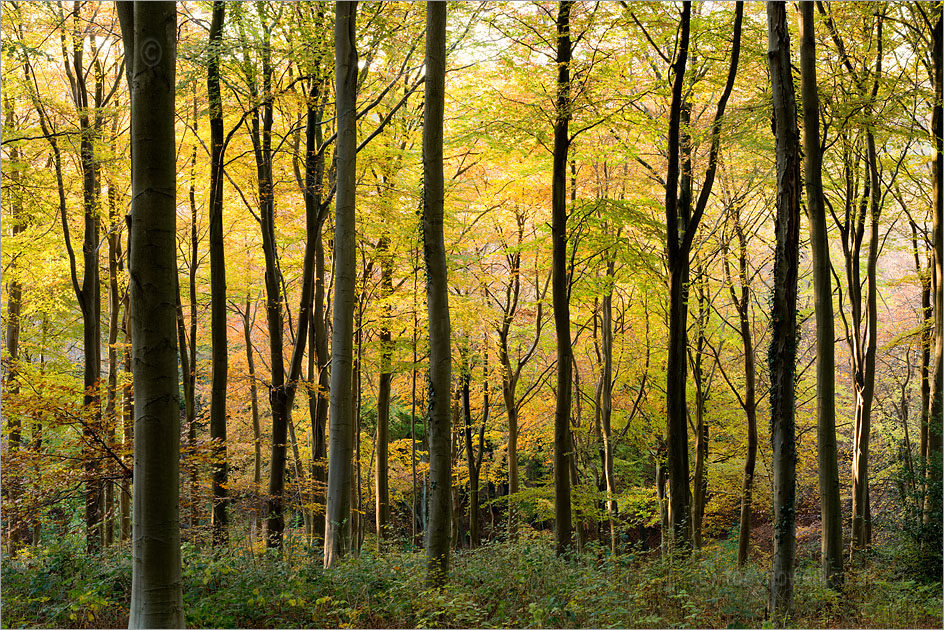 Beech Trees, Autumn, West Woods