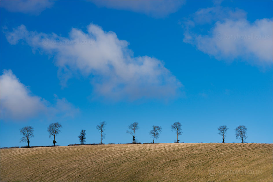 Beech Trees, nr. Morebath