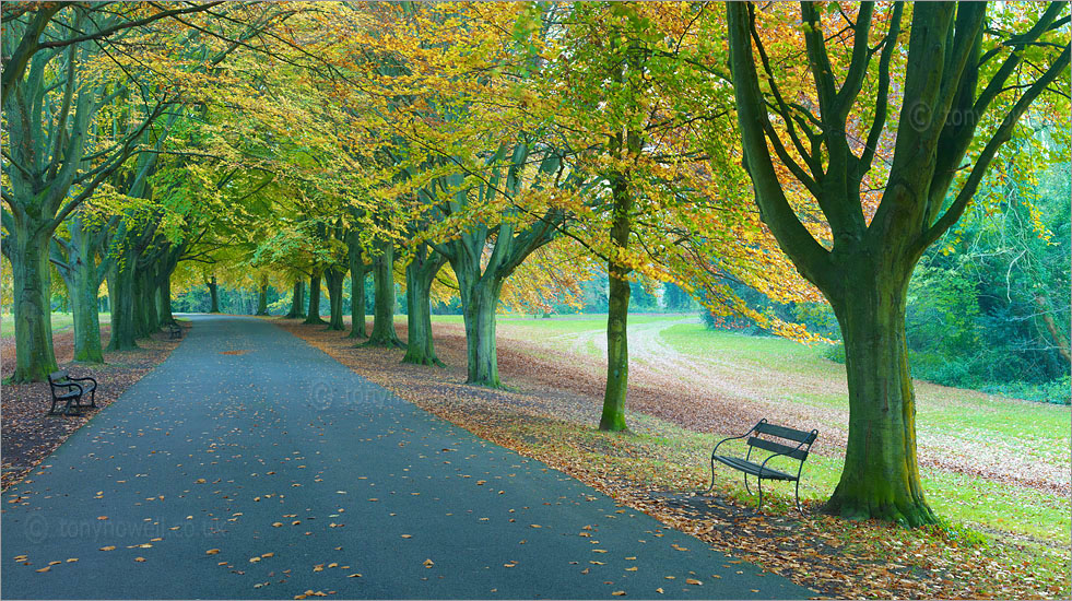 Beech Trees, Clifton Down