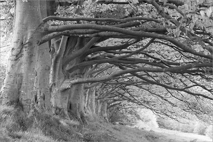 Beech Trees