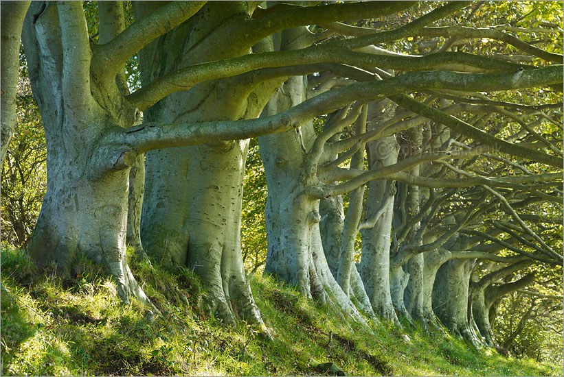 Beech Trees