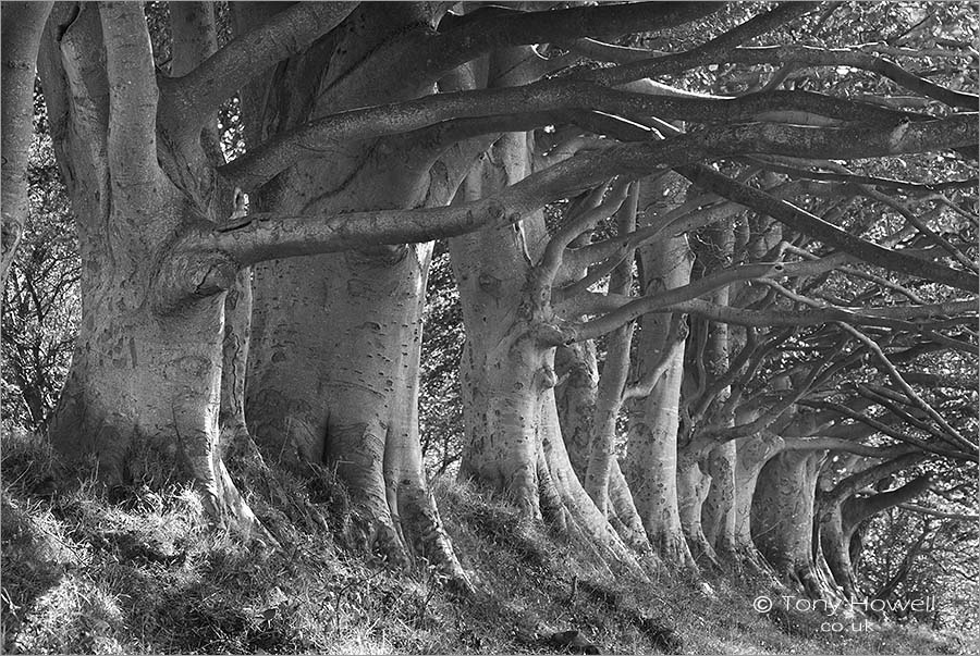 Beech Trees