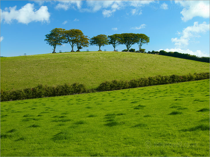 Beech Trees