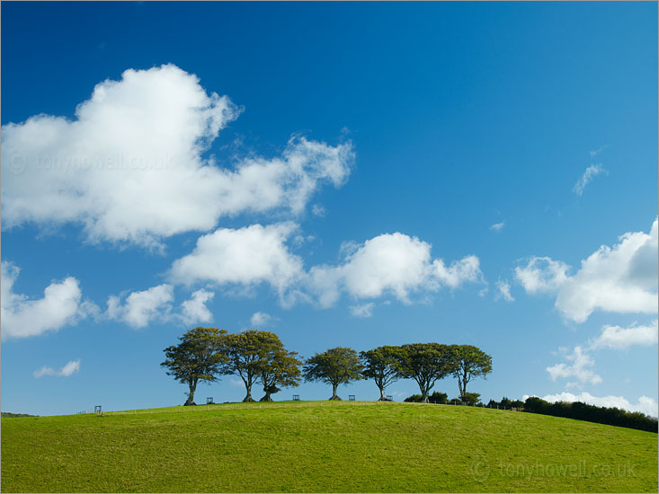 Beech Trees 