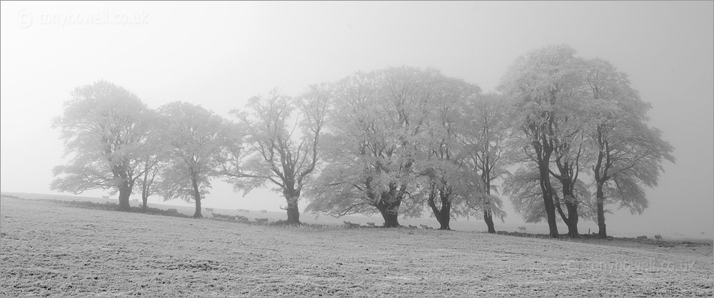 Beech Trees, Frost and Snow