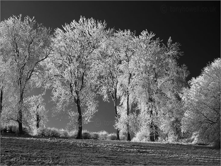 Beech Trees, Frost and Snow