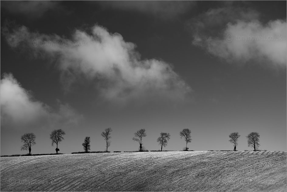 Beech Trees, nr. Morebath