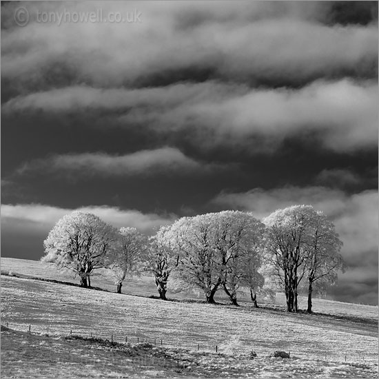 Beech Trees in Snow