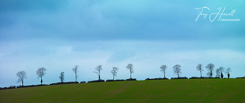 Trees near Morebath