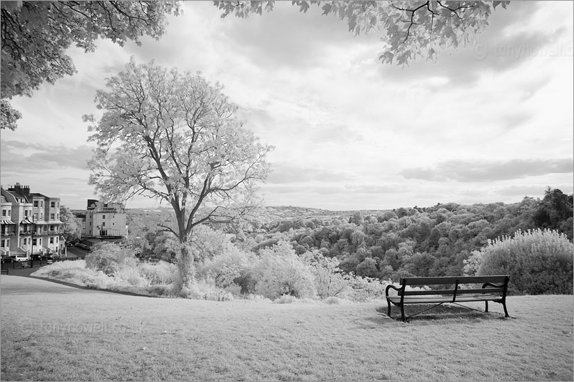 Bench, Clifton (Infrared Camera, turns foliage white)