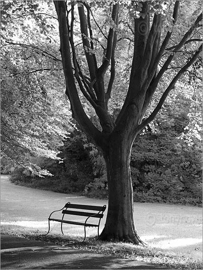 Beech Tree, Clifton Down