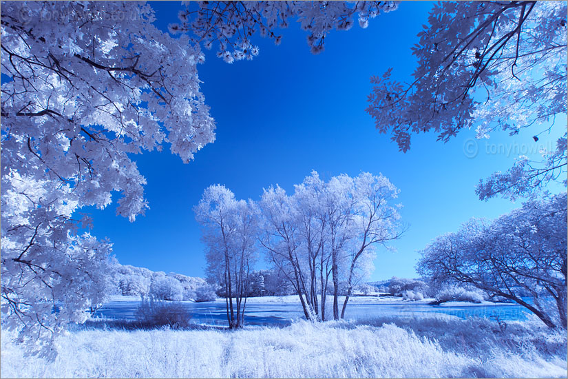 Blagdon Lake (Infrared Camera, turns foliage white)