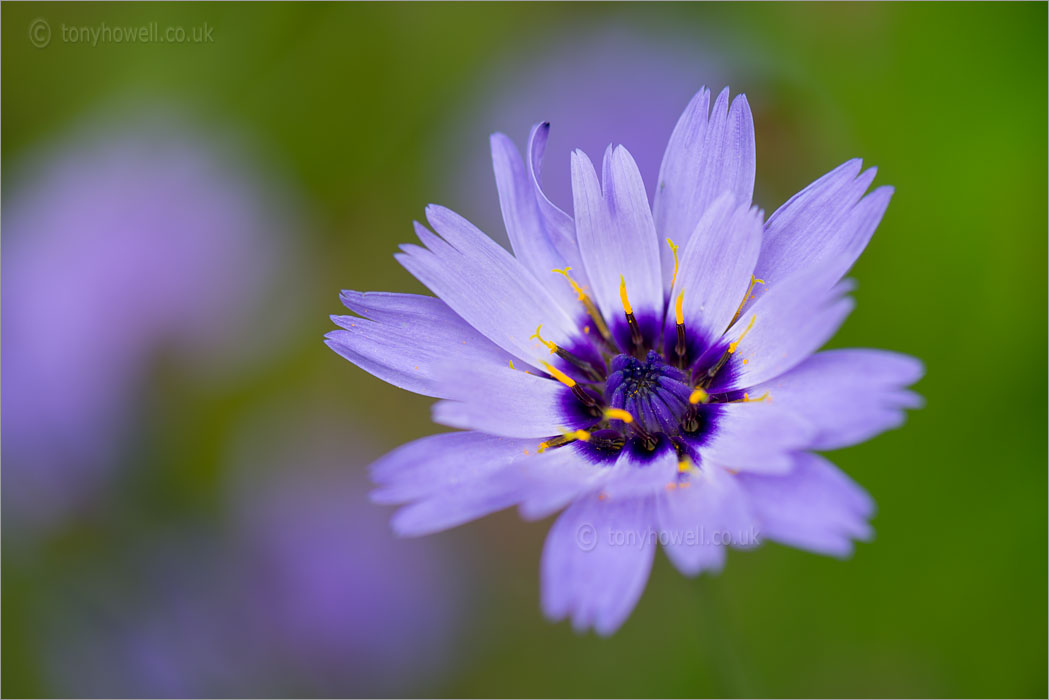 Catananche caerulea