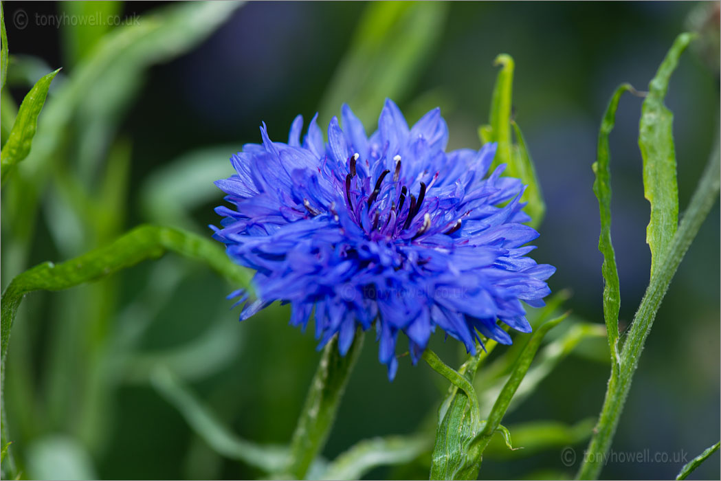 Blue Cornflower