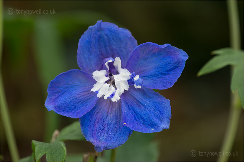 Blue Delphinium