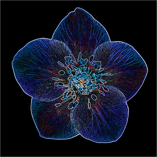 Blue Hellebore