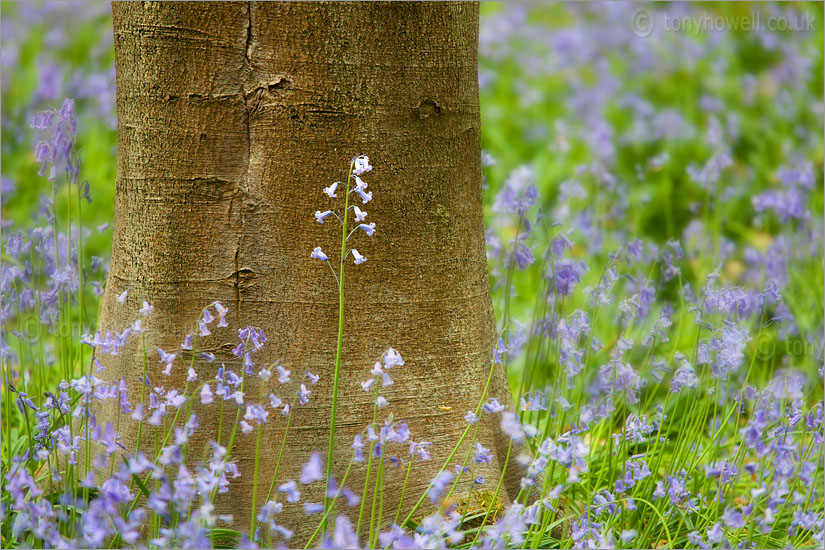 Bluebells, Beech Tree