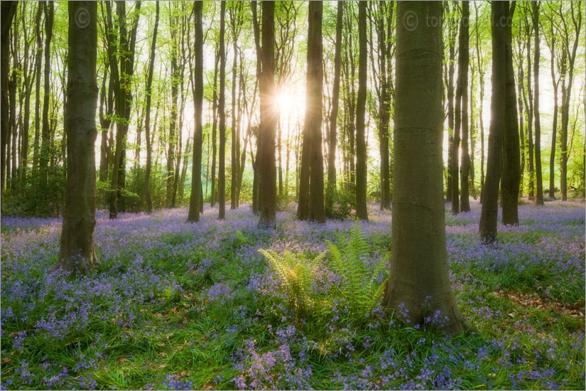 Bluebells, Beech Trees