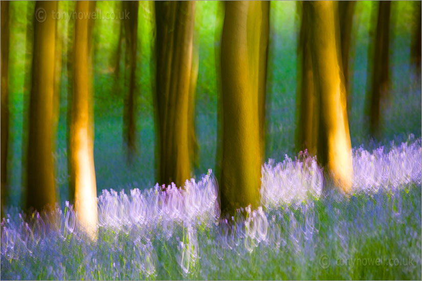 Bluebells & Beech Trees, ICM (Intentional Camera Movement), April 2011.