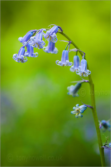 English Bluebells