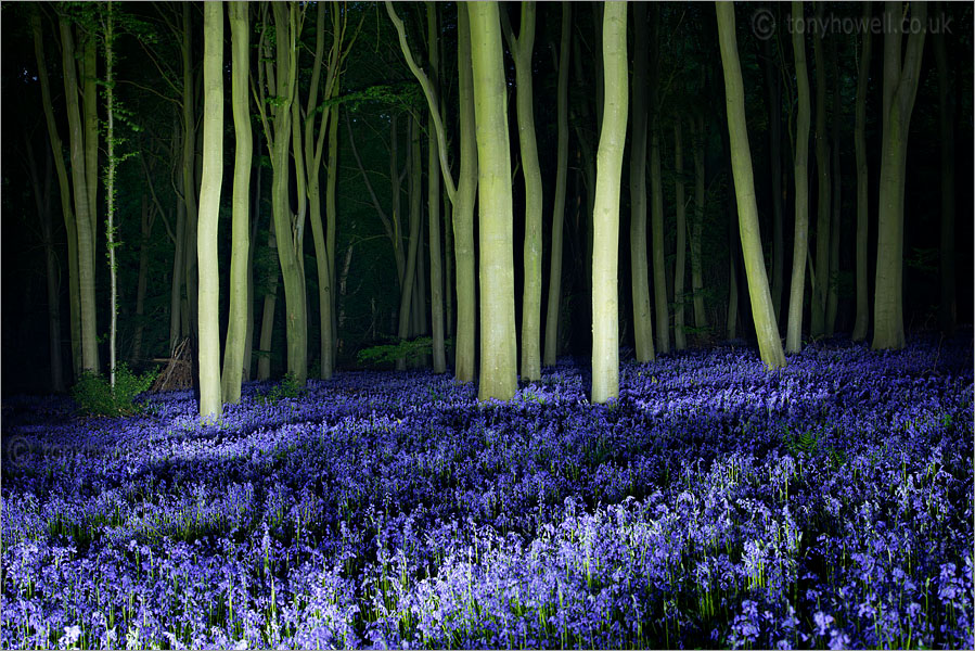 Bluebells at Night