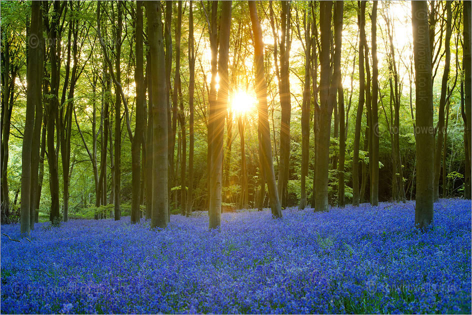 Bluebells