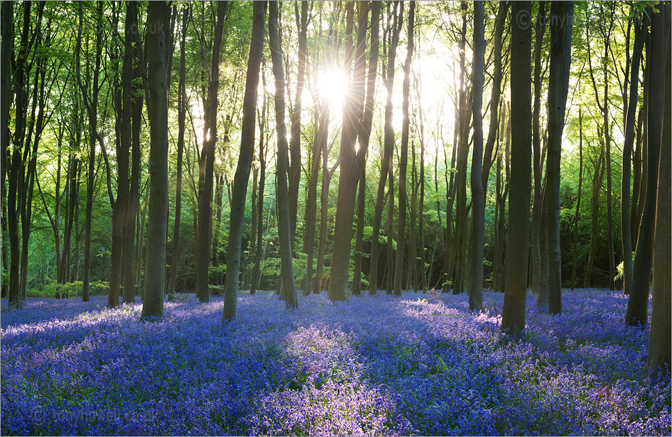 Bluebells