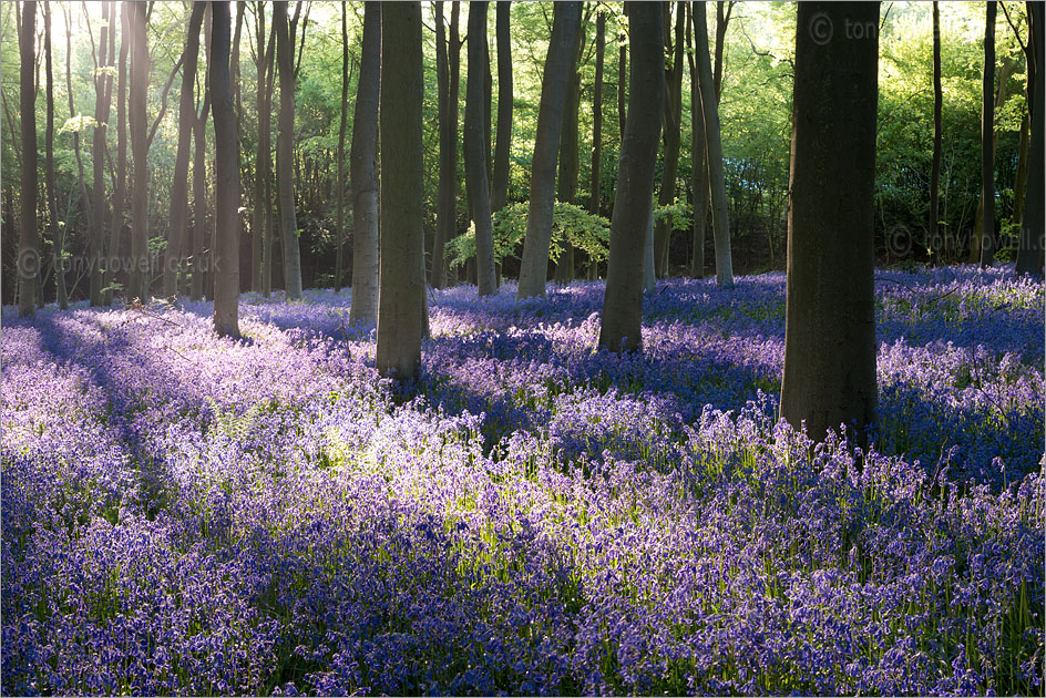 Bluebells