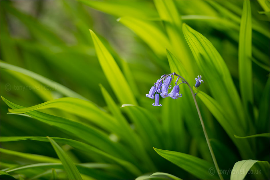 Bluebells, Crocosmia Leaves