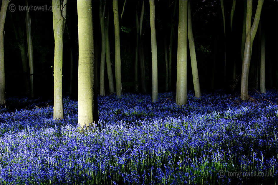 Bluebells at Night