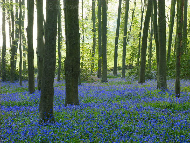Bluebells