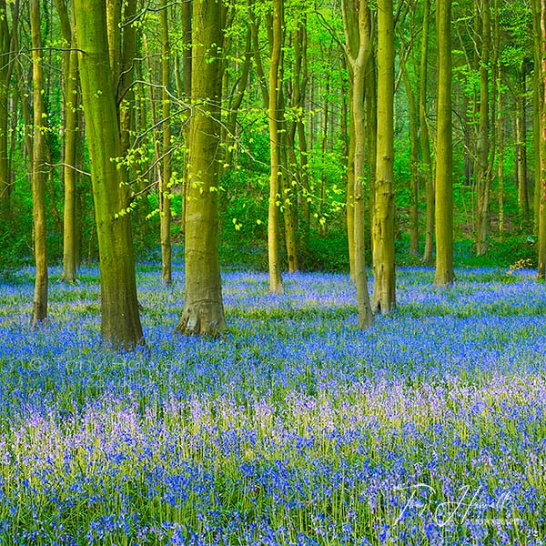 Bluebells