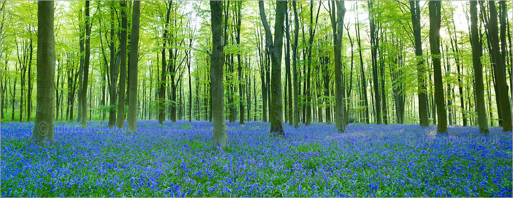 Bluebells