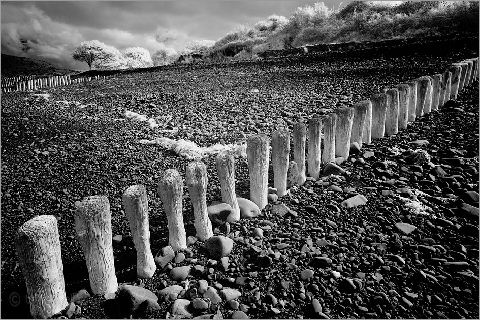 Bossington Beach (Infrared Camera, turns foliage white)