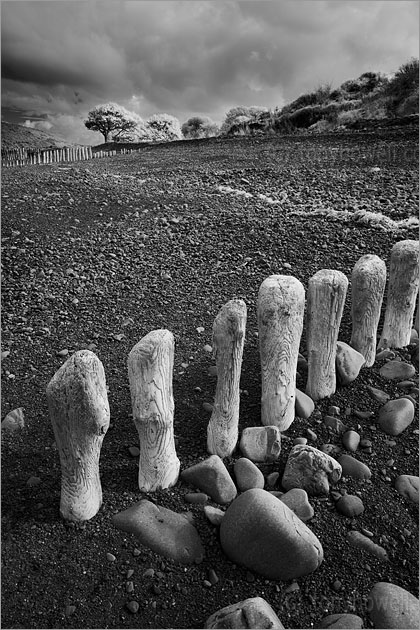 Bossington Beach (Infrared Camera, turns foliage white)