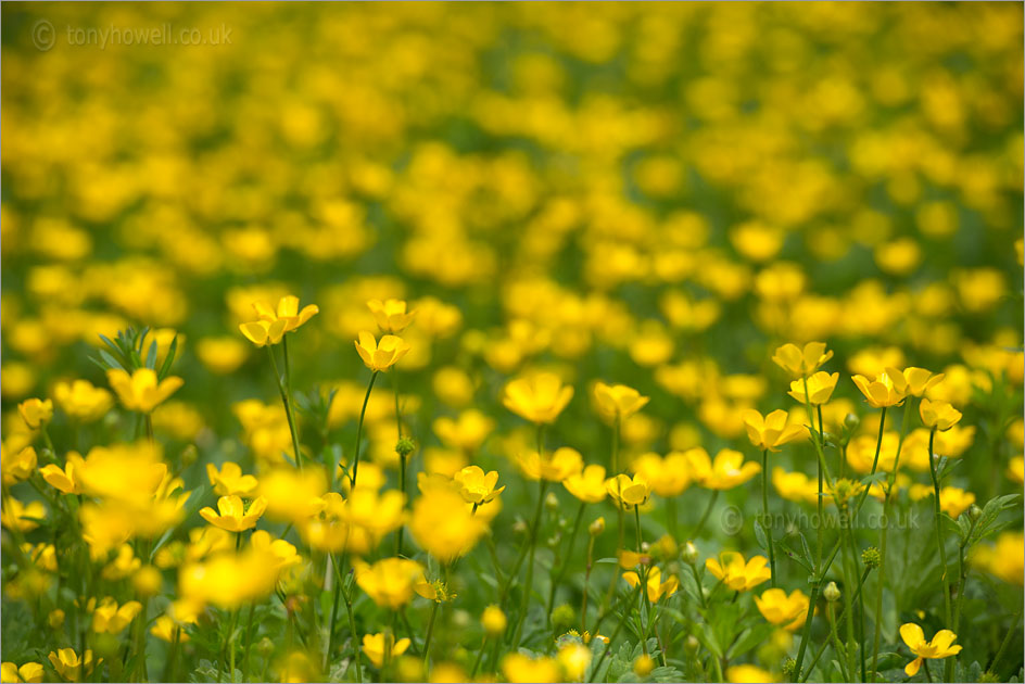 Buttercup, Rananculus