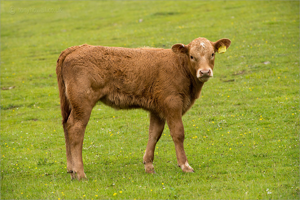 Brown Calf