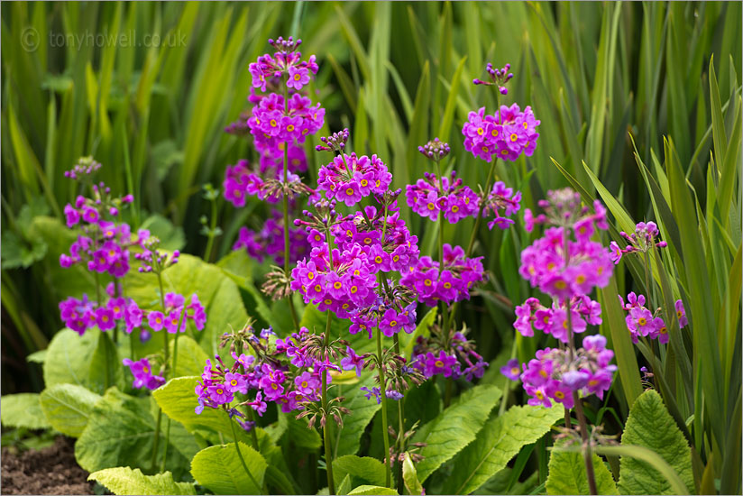 Candelabra Primula